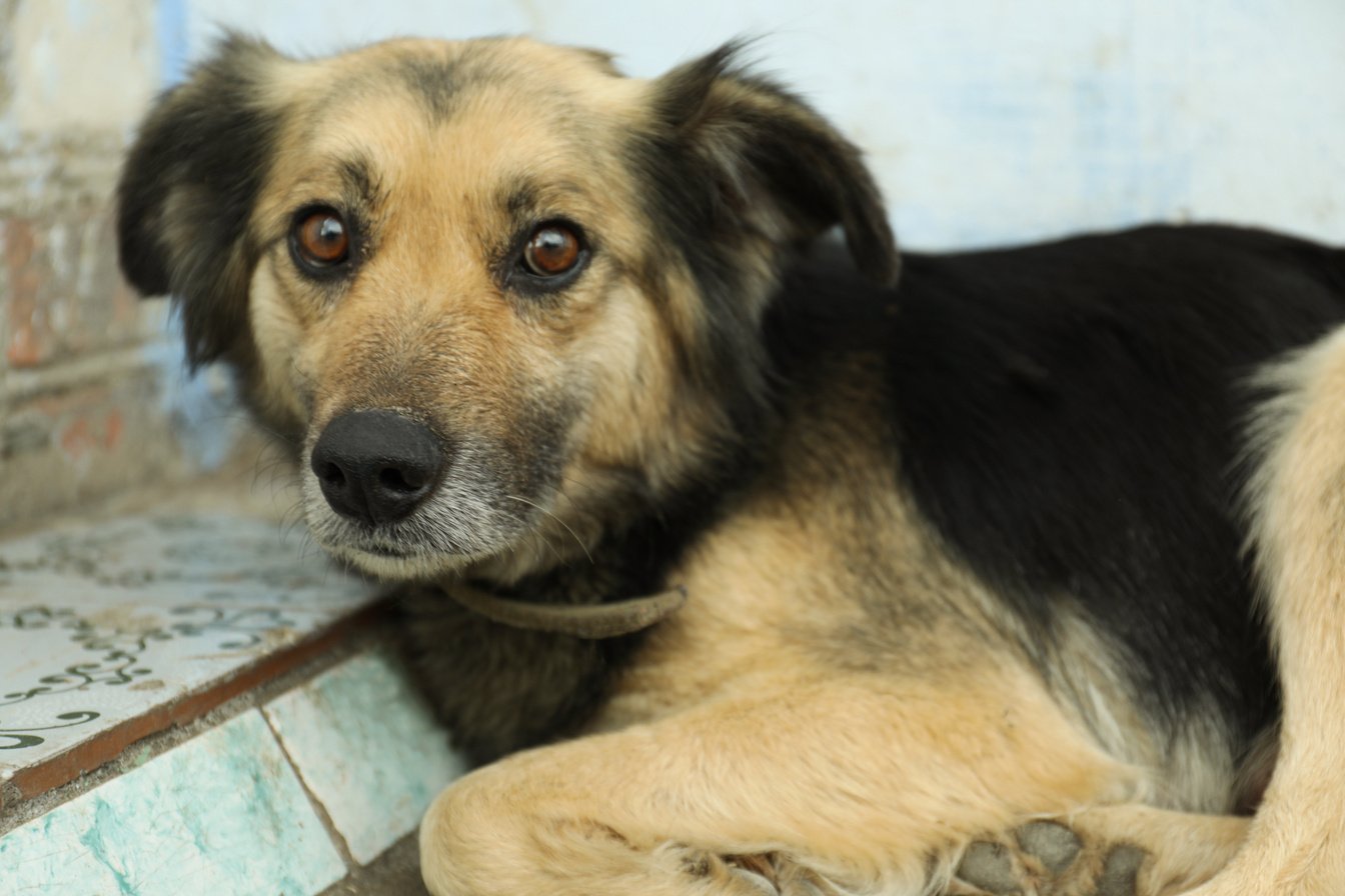 Sad Homeless Dog Lying Outdoors, Closeup. Stray Animal